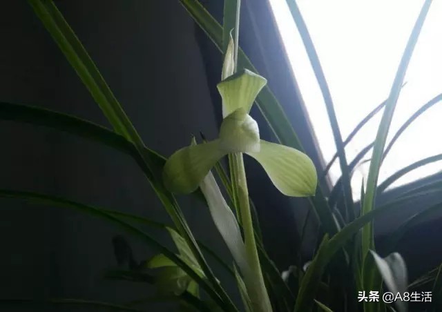 春兰张荷素兰花介绍,每日一品中国兰花春兰