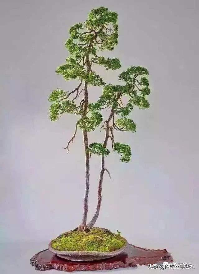 室内十大盆景名贵树种排名,十大盆景名贵树种排名火棘