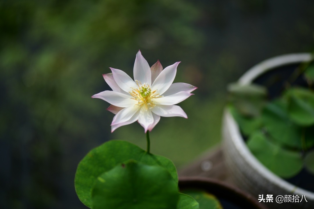 碗莲种藕生长到开花全过程,碗莲种植方法和时间图片