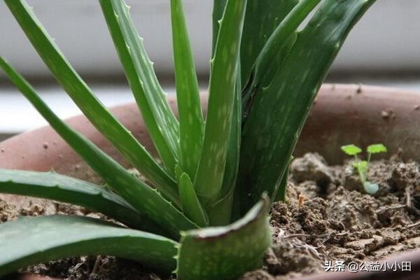 芦荟祛痘怎么做,祛脸上痘痘芦荟配方