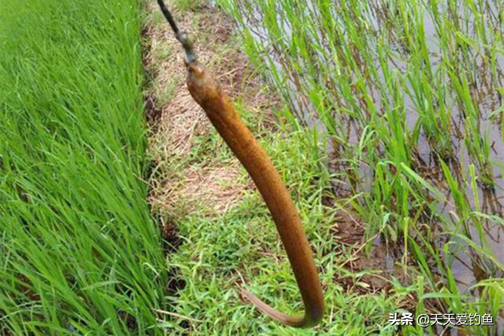 野生黄鳝用什么东西钓黄鳝,野钓黄鳝的正确方法