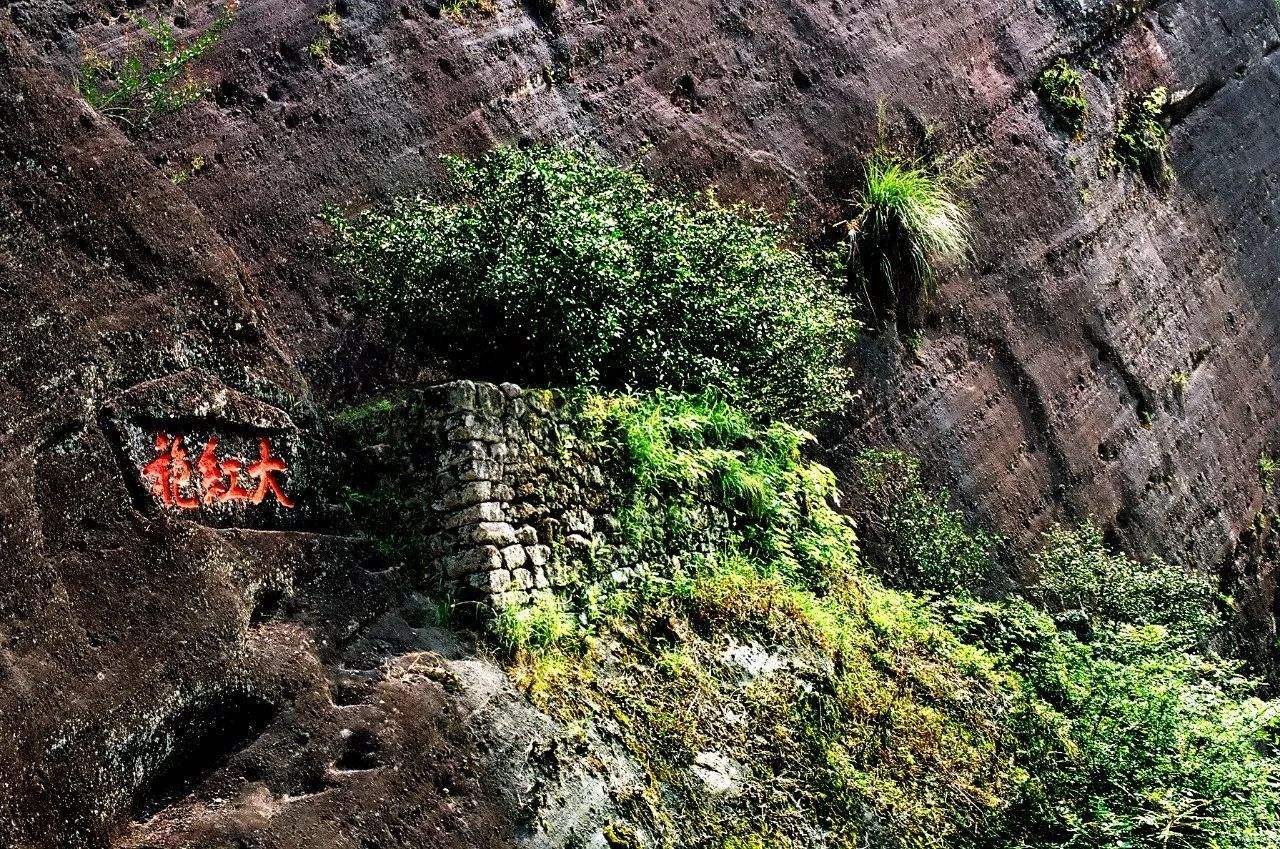 云南最贵的普洱茶树,中国最值钱的四棵茶树