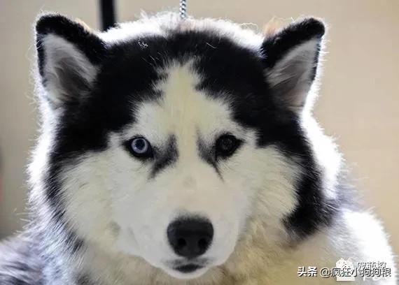 公哈士奇和母哈士奇性格区别,原始色哈士奇性格怎么样