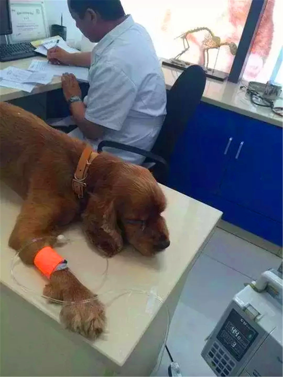 狗狗突然呕吐黄色液体是什么原因,狗狗突然呕吐喂生理盐水