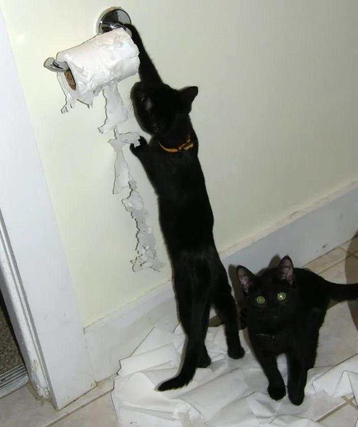 万万没想到猫咪是这样出现的,万万没想到猫