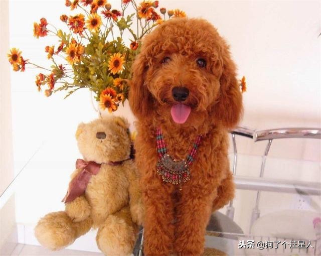 为什么泰迪狗容易丢,泰迪狗狗为什么要断尾呢