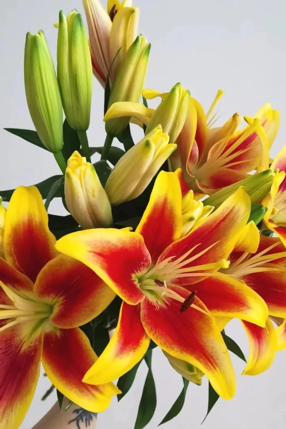 花卉市场晚上营业,今天的花卉市场