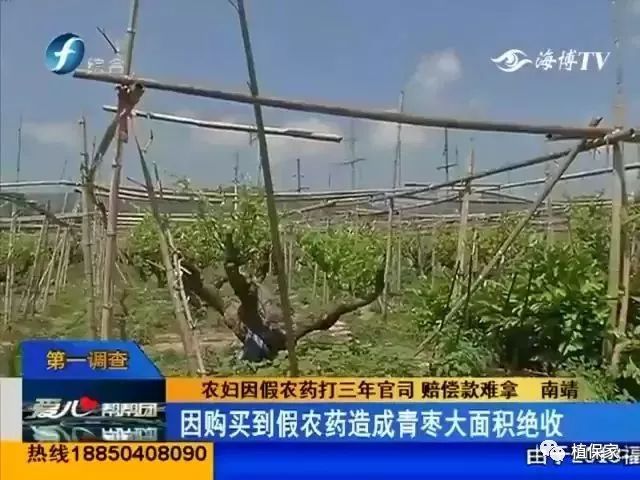 假农药又“爆”大案！1500亩绝产！如何才能避免买到假农药？