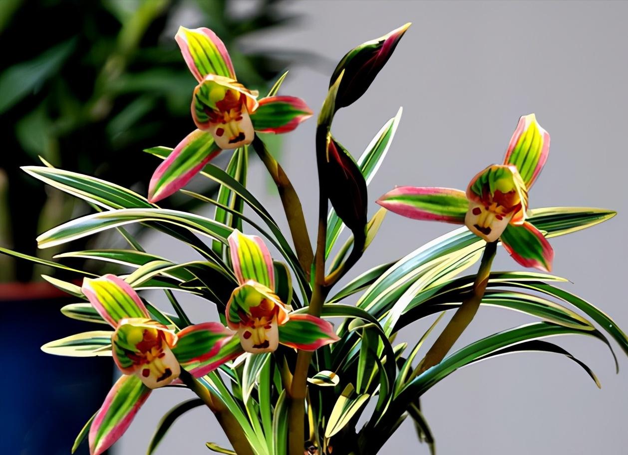 浓香型四季兰四季都能四季开花吗,四季兰里的直立叶带金边