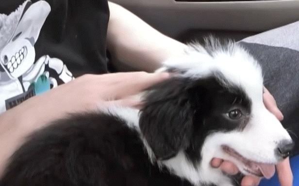 毛孩子吃药吐出来怎么办,毛孩子中毒喝水自救