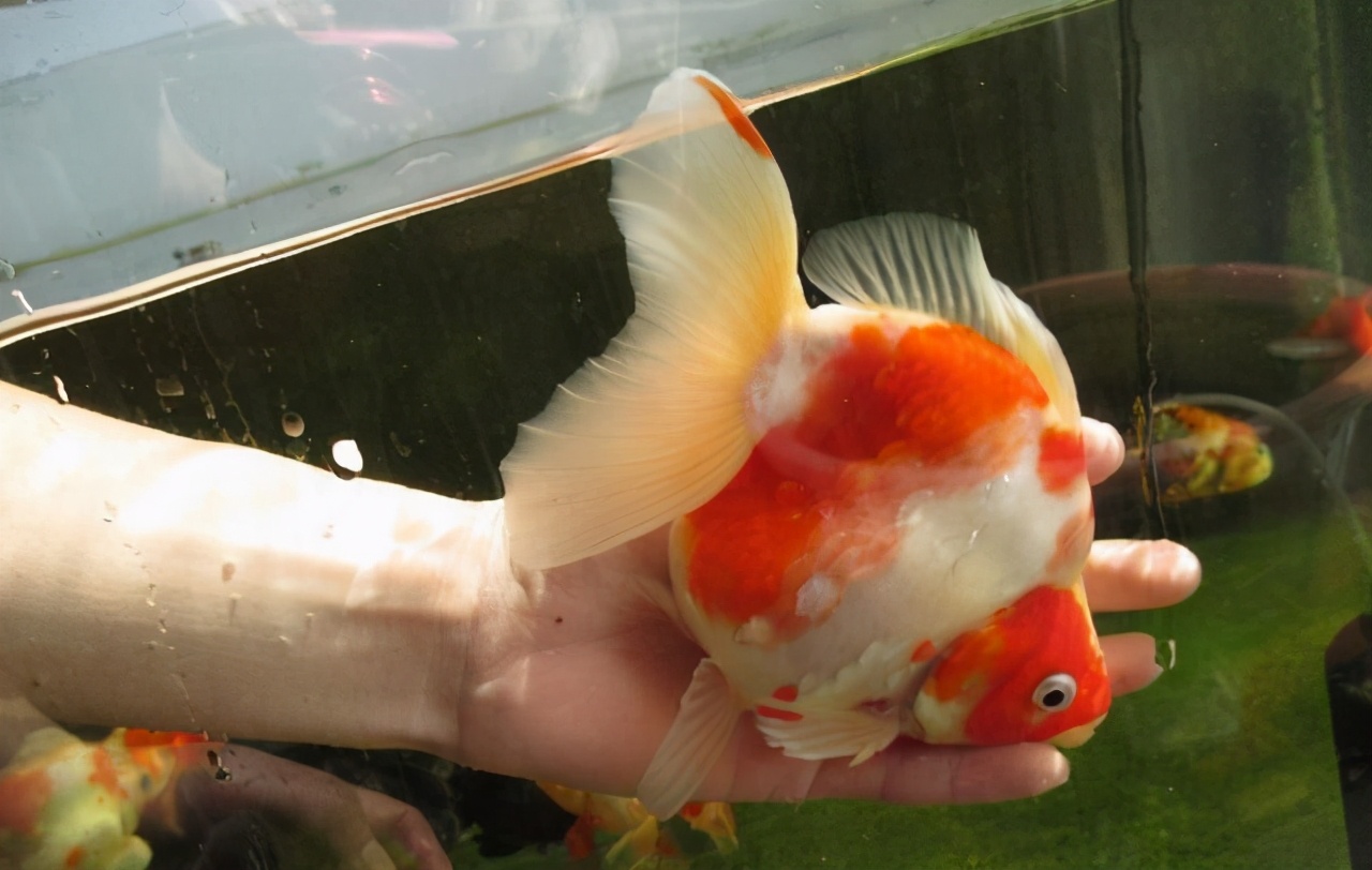 饲养宠物注意事项,宠物的饲养管理与注意事项