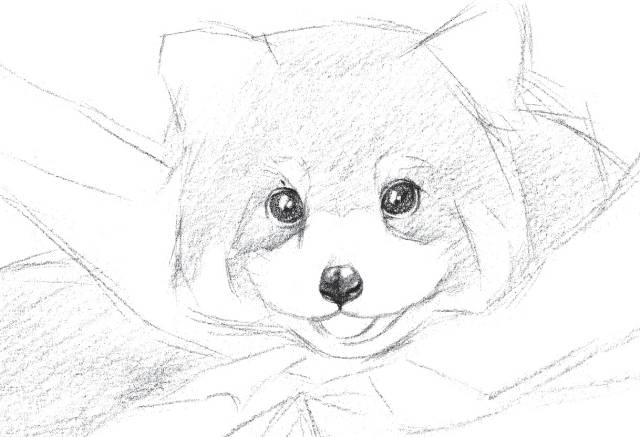 怎么画戴着红领巾的小熊猫,画一只小奶猫超级简单