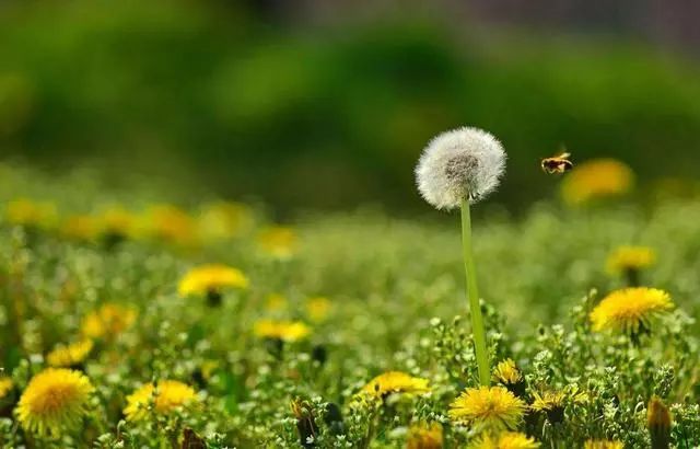 养鸡小妙招：雏鸡饲料加蒲公英，鸡群生病不用愁