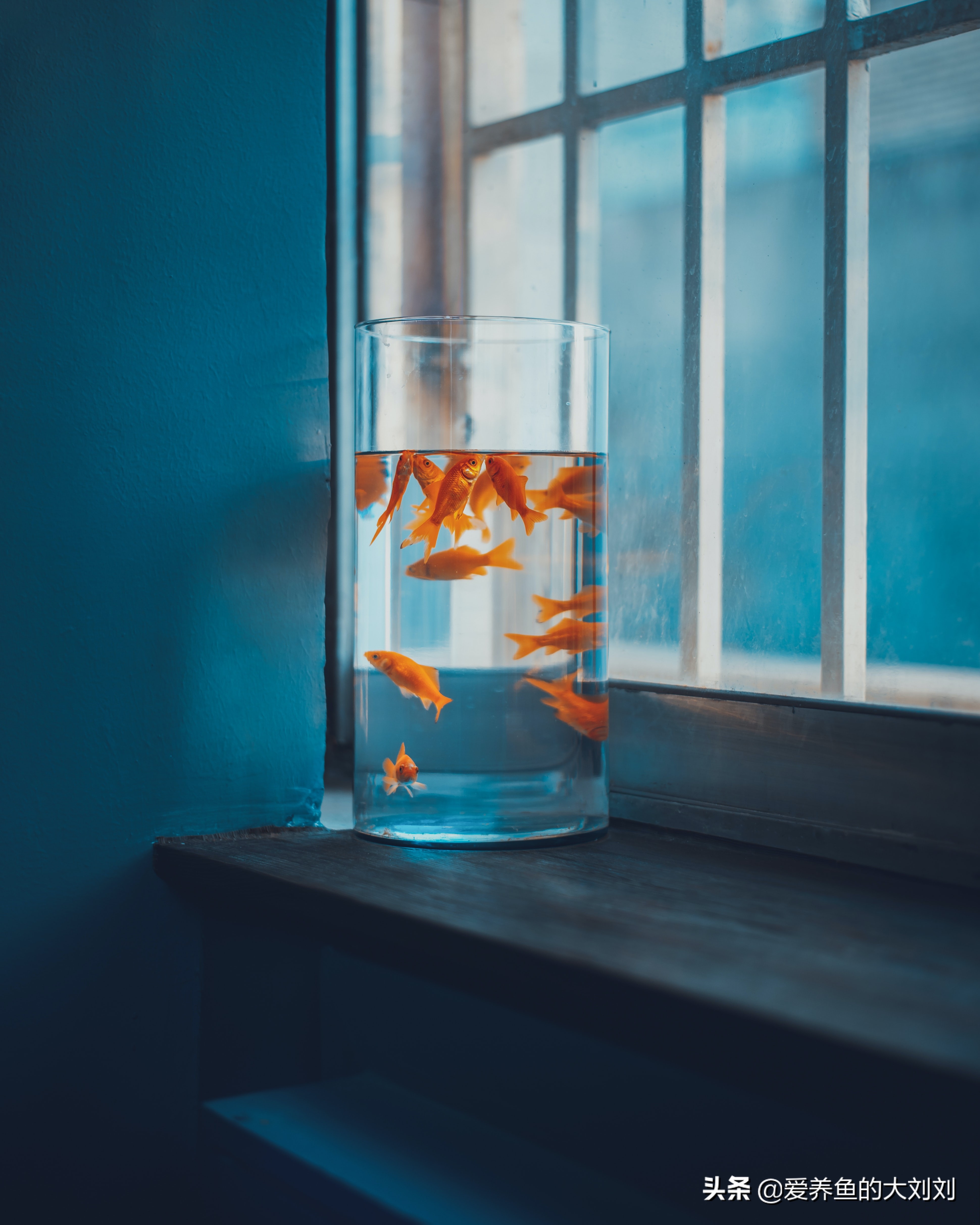 鱼缸水黄浑浊怎么解决视频,鱼缸水浑浊原因和解决方法