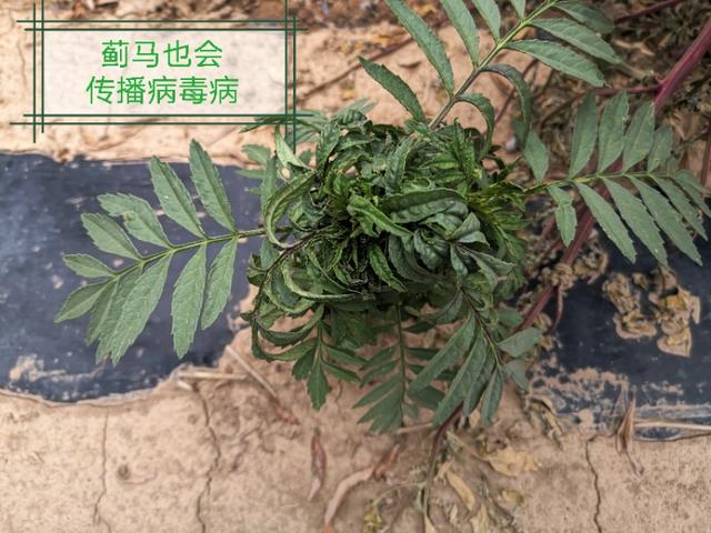 小蓟马的危害视频,豆角蓟马防治与高产