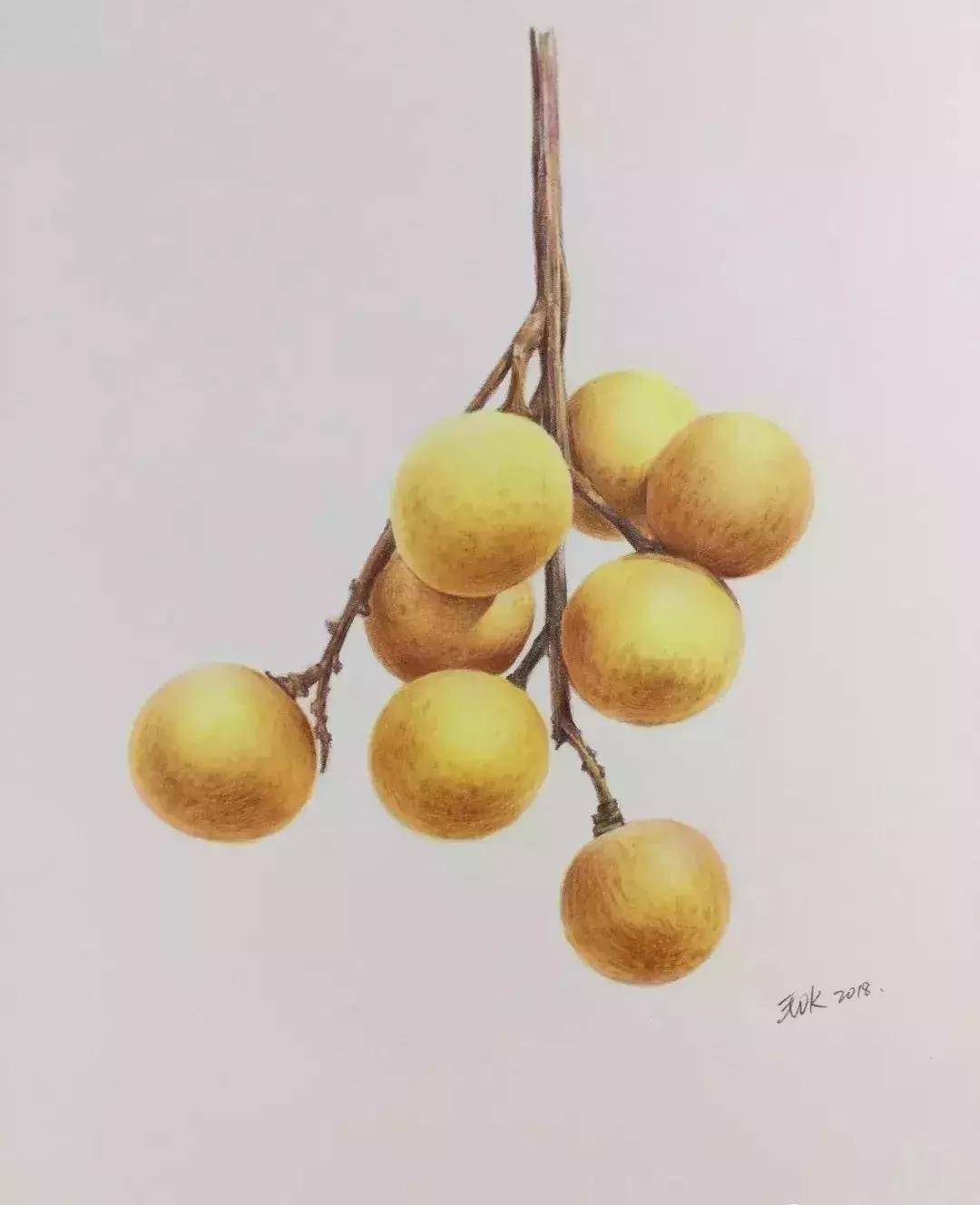 彩铅龙眼,龙眼怎么画彩铅