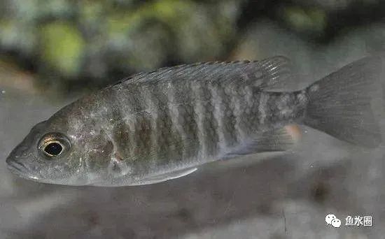 三湖慈鲷马鲷孔雀珍珠系能长多大,三湖慈鲷之孔雀