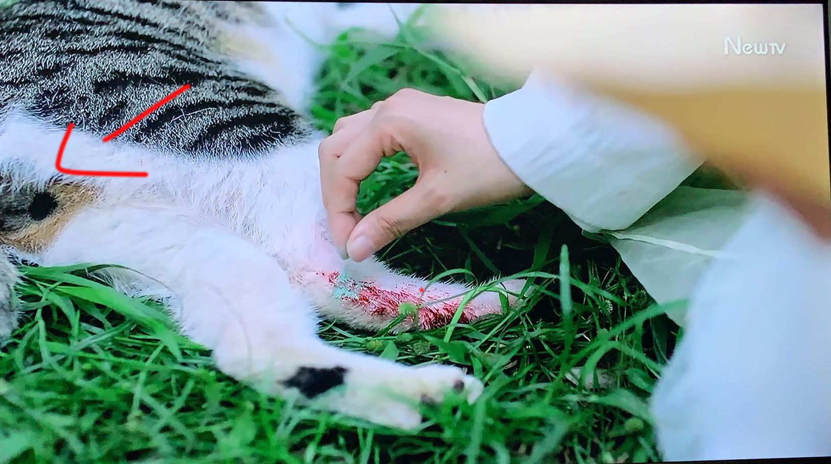 盘点猫咪高能名场面 (猫咪10大最萌镜头)