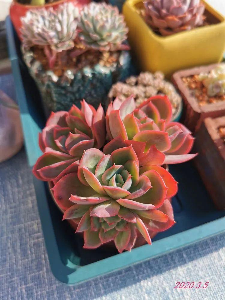 养多肉的人生感悟,人生如同养花