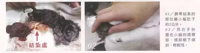 猫咪产后该如何喂养,猫咪生产后排恶露大概排几天