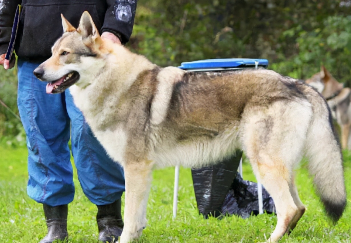 这五种狗狗经常被弃养,这7种狗早已被禁养别再带回家了