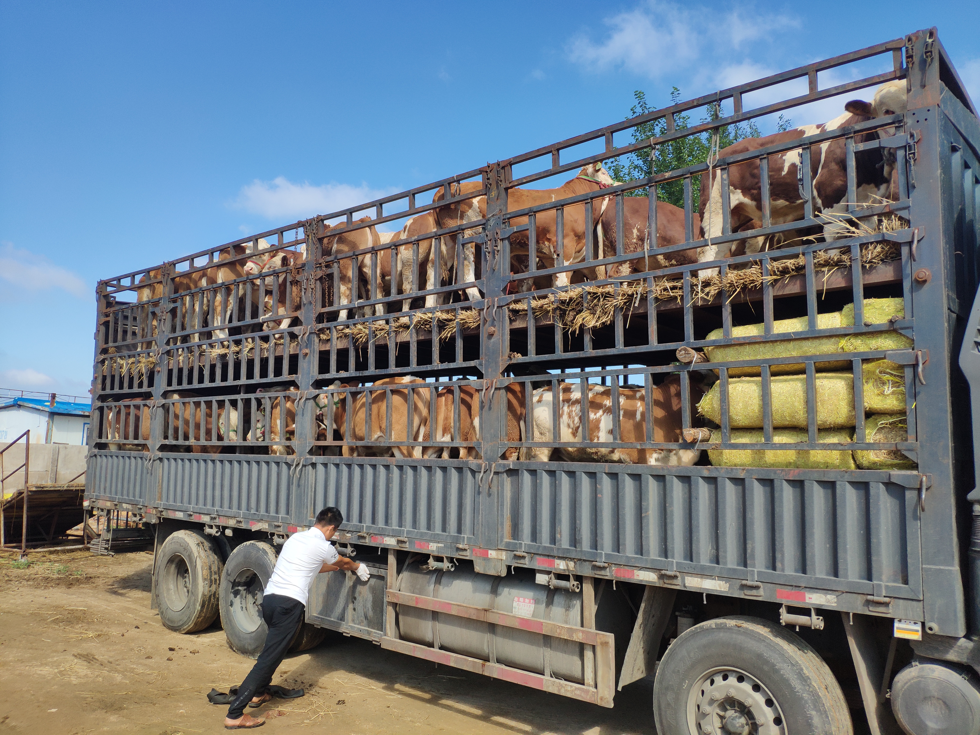 长途运输应激,运输抗应激有什么用