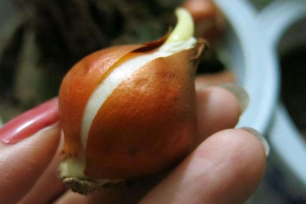 郁金香怎样养花开的久,郁金香怎么养枝叶又绿又硬