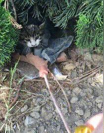 为什么猫咪一见你就要跑,为什么你一靠近猫它就躲开