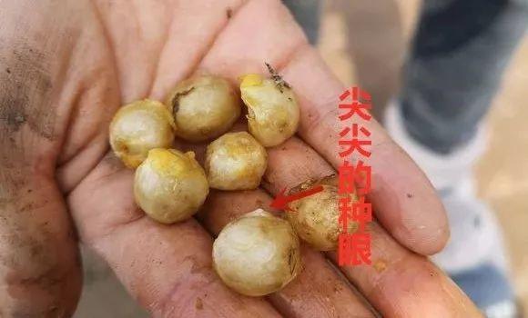 君子兰花盆里长黑色长毛,盆栽君子兰底下长小芽怎么回事