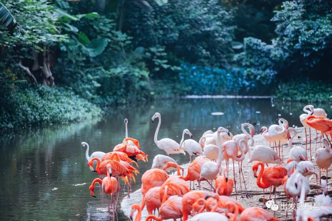 长隆飞鸟乐园怎么去长隆欢乐世界,汉溪长隆地铁站去长隆飞鸟乐园