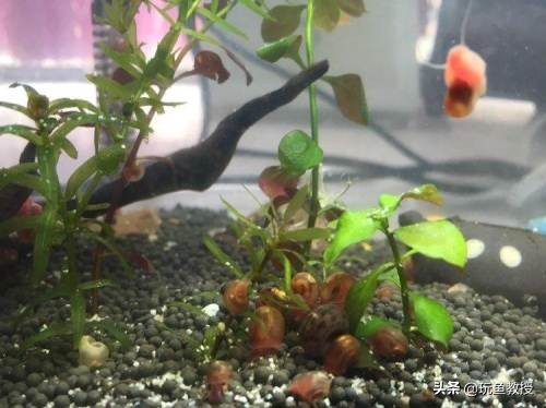 鱼缸爆螺,鱼缸爆螺的危害有哪些