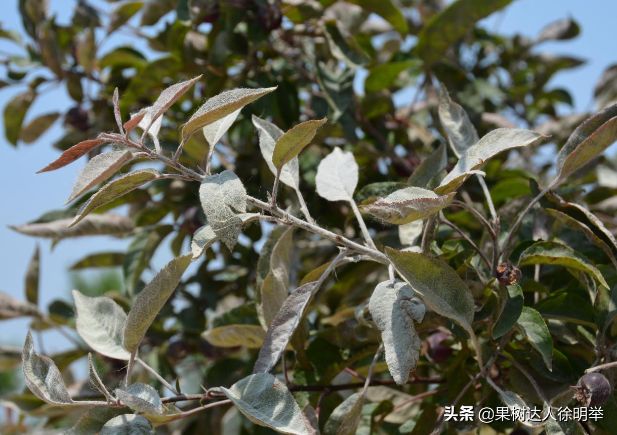 防治果树白粉病的最佳方法,果树防干旱的最佳方法