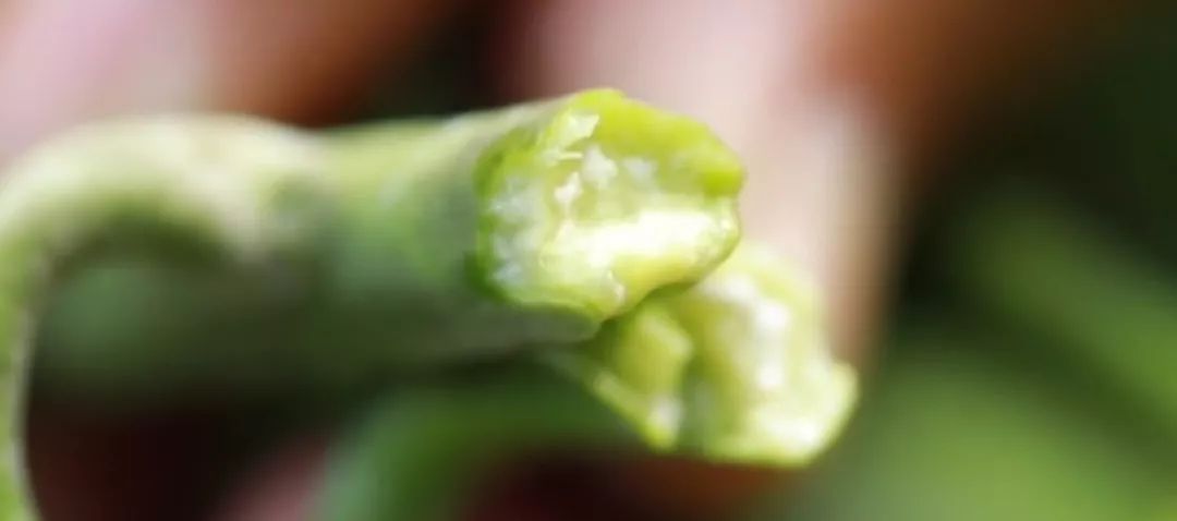 芒果催花前的工作,芒果催花之前要做什么工作