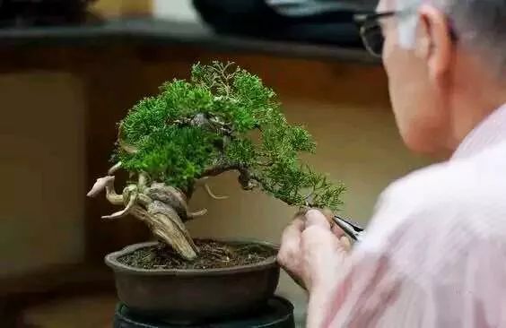 水旱树石盆景图片,什么树石盆景最好