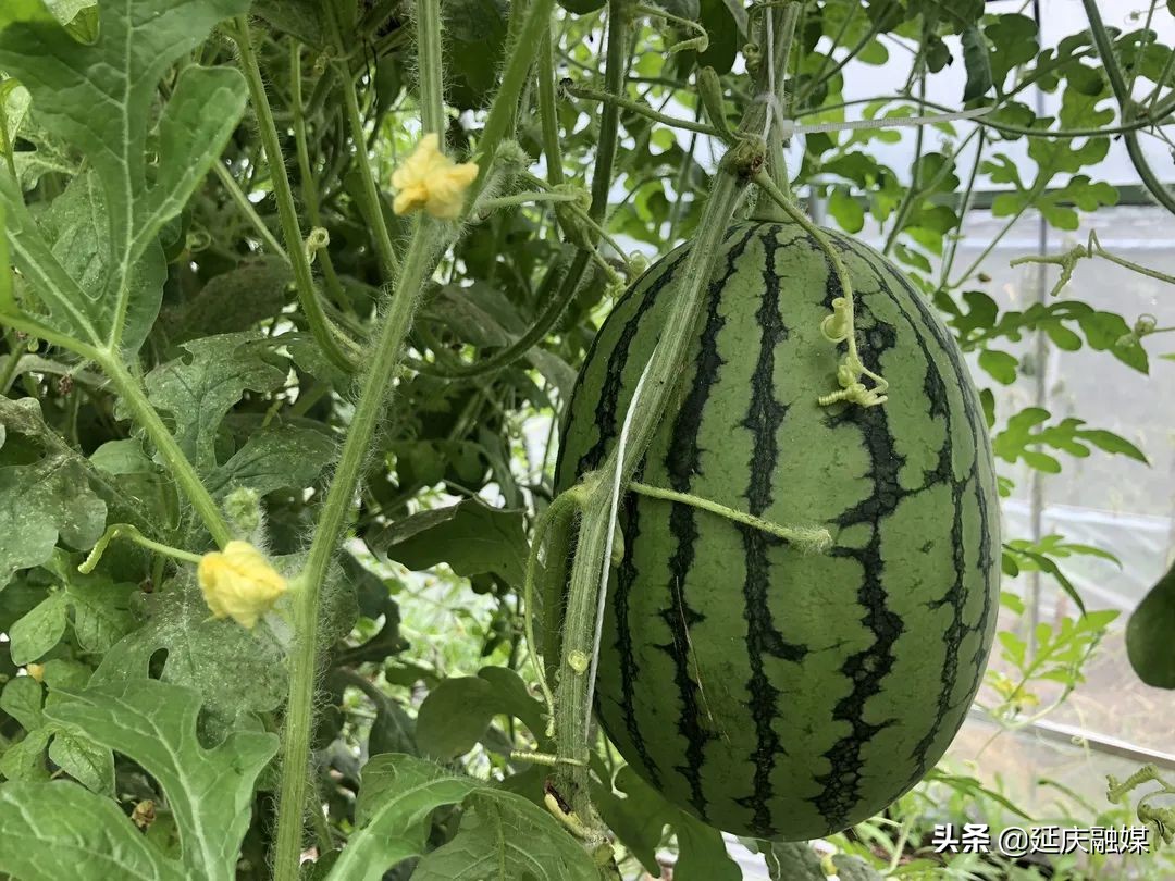 西瓜种植脱贫致富,中庄村西瓜种植基地