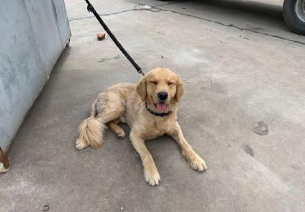 金毛犬防暑,高温橙色预警小狗狗