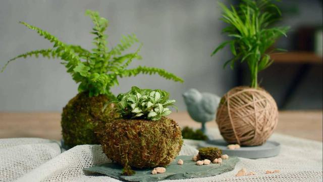 想要盆栽长得好怎么养,想养盆景先养什么品种