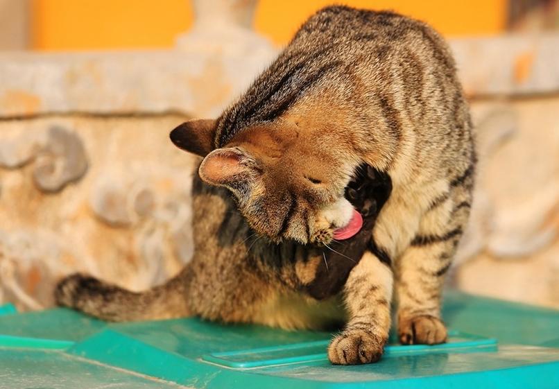 毛球堵塞是什么,怎么样帮助猫咪消化毛球