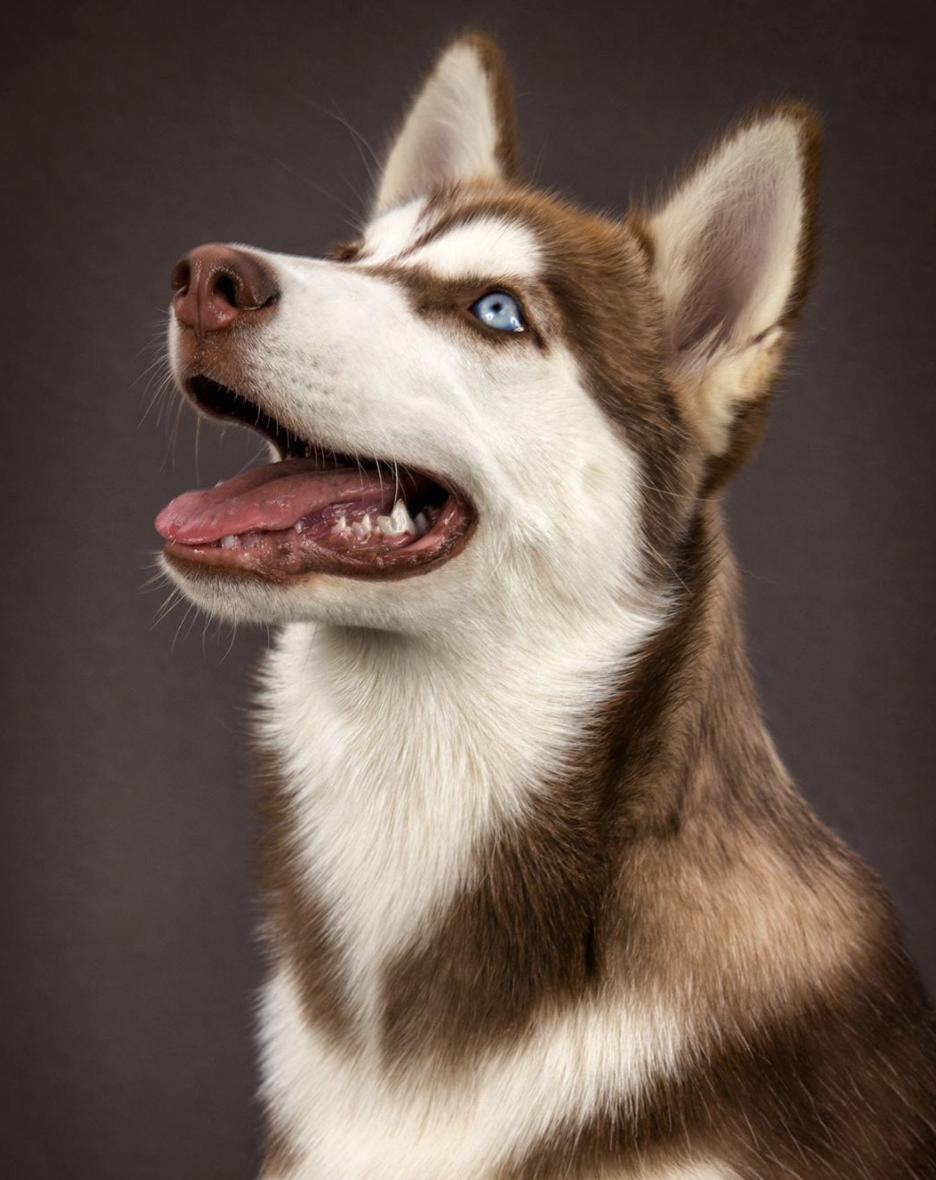 盘点二十种忠爱满世界的萌犬,萌犬系列都有啥