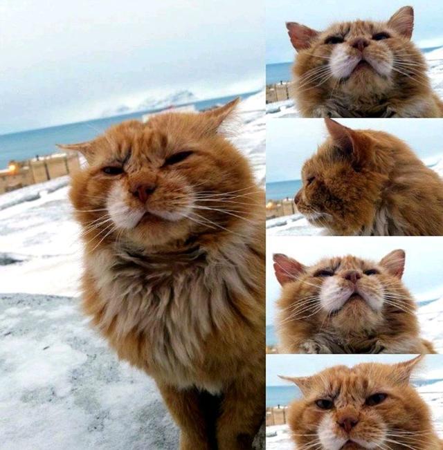 北极一岛内禁止养猫，岛民给“偷渡”的猫改名，以后叫它北极狐了