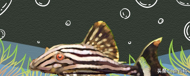 哥伦比亚白金皇冠豹如何繁殖,白金皇冠豹好养吗