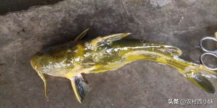 水产养殖水霉病怎么治疗最好,水霉病怎么预防