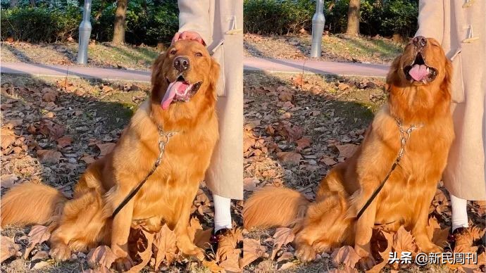 金毛被空运转为陆运,空运改陆运金毛事件