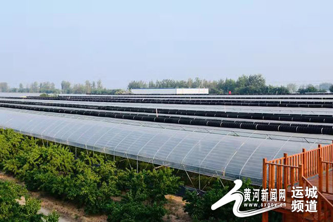 「记者走基层」有机冬枣红满天