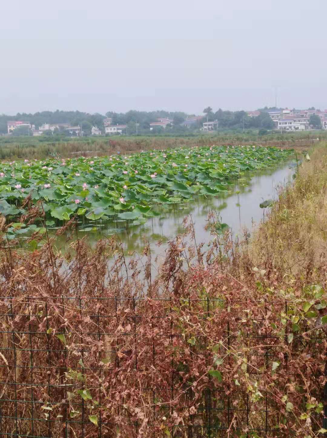 养虾和养鱼哪个利润高,高密度养虾成本与利润分析