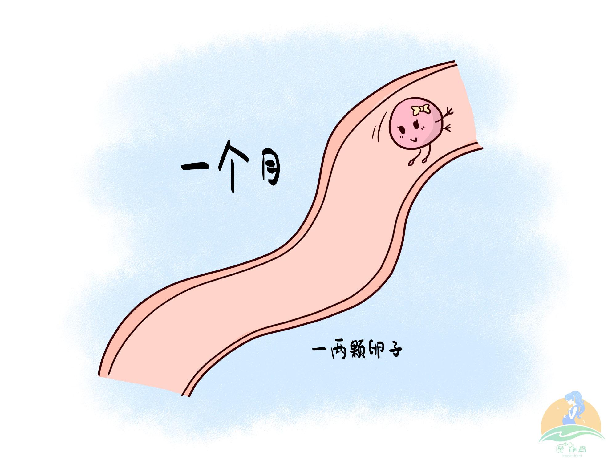 精子和卵子排出后会相遇吗,卵子排出后24小时会与精子结合吗