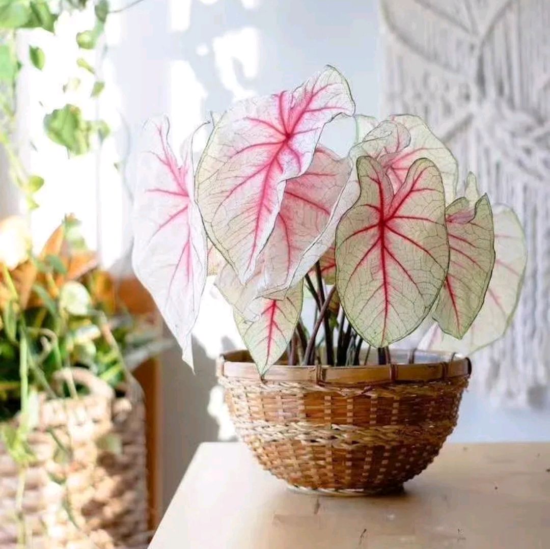 好养的盆栽花卉大全,人养花花