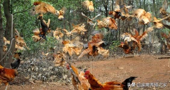 散养土鸡一只一天喂多少玉米,养好土鸡