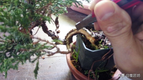 盆景干枯舍利制作,舍利干桩盆景图片