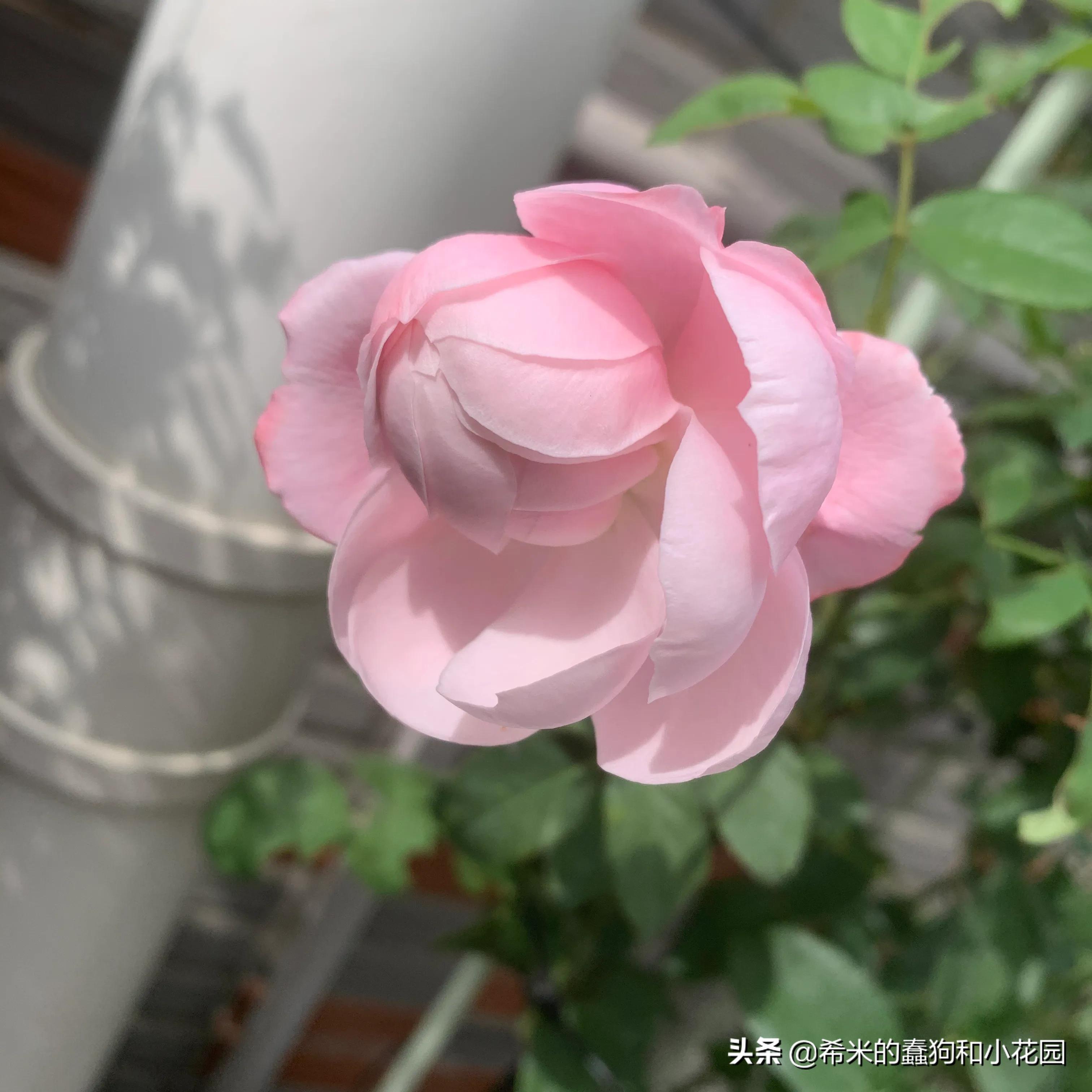 苦尽甘来栀子花,苦尽甘来推荐